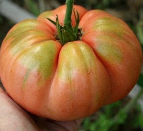 Beefsteak Tomato The Scarlet Flower 